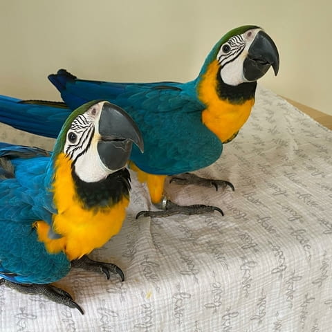 Pair of Blue and Gold Macaws For Sale Папагал, 1 година - град София | Птици / Екзотични - снимка 2