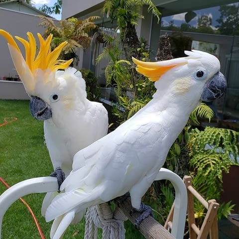 Sulphur-crested Cockatoo Parrots For Sale Папагал, 1 година - град София | Птици / Екзотични