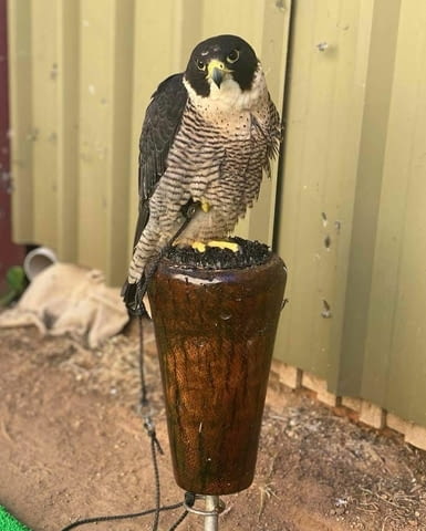 Falcons For Sale Друг, 6 месеца - град София | Птици / Екзотични - снимка 1