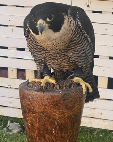 Falcons For Sale Друг, 6 месеца - град София | Птици / Екзотични - снимка 2