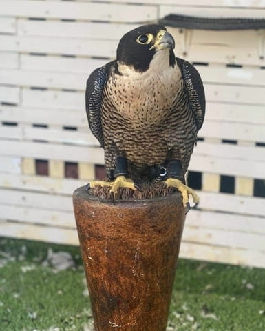 Falcons For Sale Друг, 6 месеца - град София | Птици / Екзотични - снимка 3