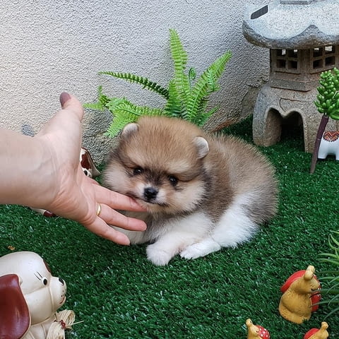 Available for sale, Pomeranian puppies Померан (Малък английски шпиц), 2 месеца, Ваксинирано - Да - град София | Кучета - снимка 1