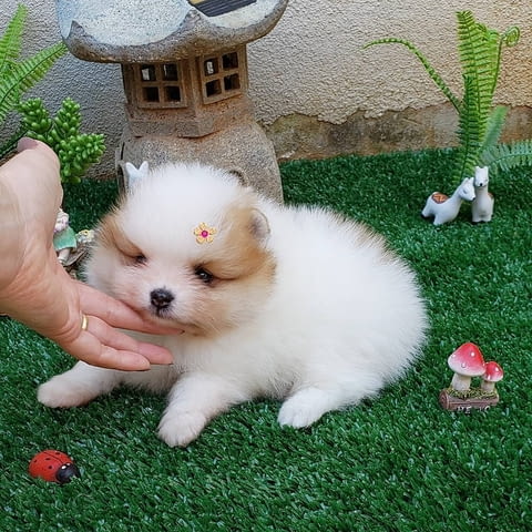 Available for sale, Pomeranian puppies Померан (Малък английски шпиц), 2 месеца, Ваксинирано - Да - град София | Кучета - снимка 2