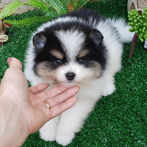Available for sale, Pomeranian puppies Померан (Малък английски шпиц), 2 месеца, Ваксинирано - Да - град София | Кучета - снимка 3