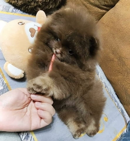 Available for sale, Pomeranian puppies Померан (Малък английски шпиц), 2 месеца, Ваксинирано - Да - град София | Кучета - снимка 5