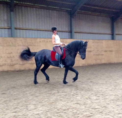 Friesian Horse for sale - city of Sofia | Other - снимка 1