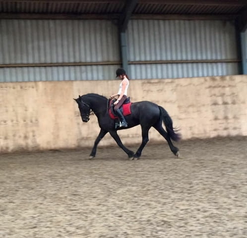 Friesian Horse for sale - city of Sofia | Other - снимка 2