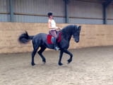 Friesian Horse for sale