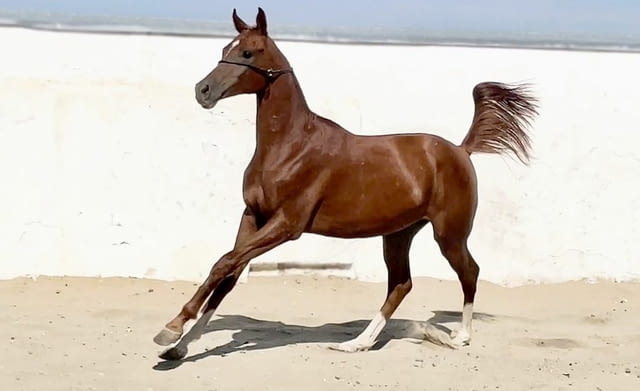Registered purebred Arabian Horses for sale - град София | Други - снимка 1