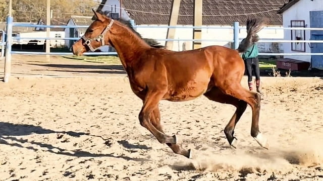 Registered purebred Arabian Horses for sale - град София | Други - снимка 2