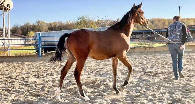 Registered purebred Arabian Horses for sale - град София | Други - снимка 3