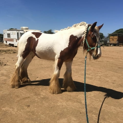 Gypsy Vanner Horse For Sale Male and Female - град София | Други - снимка 1