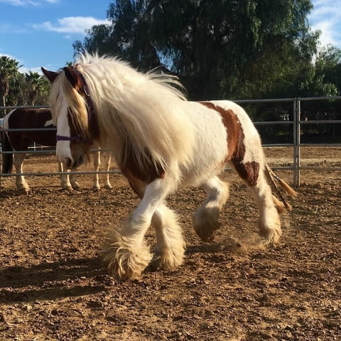 Gypsy Vanner Horse For Sale Male and Female - град София | Други - снимка 2