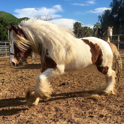 Gypsy Vanner Horse For Sale Male and Female - град София | Други - снимка 3
