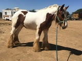 Gypsy Vanner Horse For Sale Male and Female