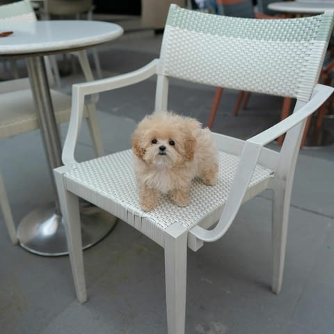 Maltipoo Puppies fr sale Другa, 3 месеца, Ваксинирано - Да - град София | Кучета - снимка 1