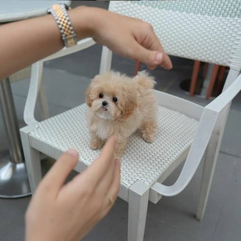 Maltipoo Puppies fr sale Другa, 3 месеца, Ваксинирано - Да - град София | Кучета - снимка 2