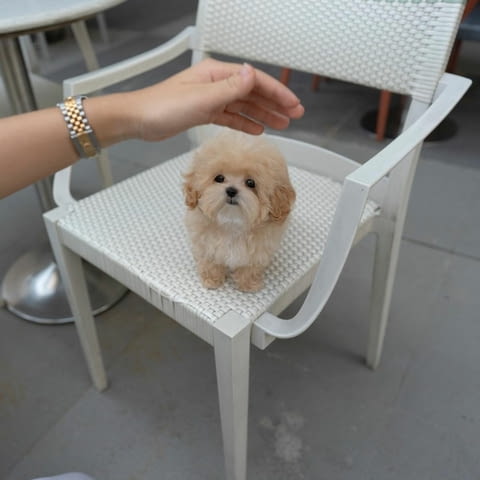 Maltipoo Puppies fr sale Другa, 3 месеца, Ваксинирано - Да - град София | Кучета - снимка 3