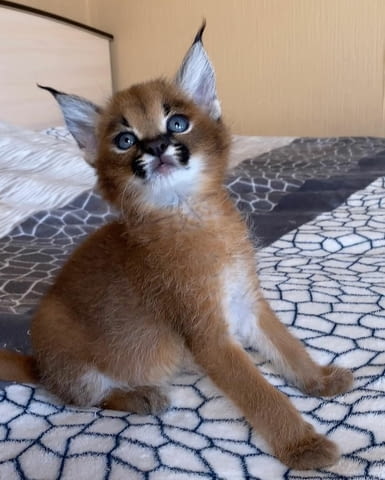 Caracal Kittens for Sale Other, 3 Months, Vaccine - Yes - city of Sofia | Cats - снимка 1