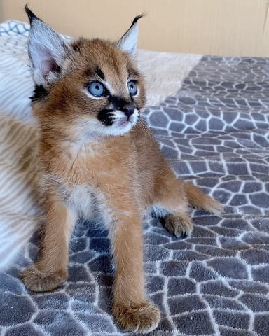 Caracal Kittens for Sale Other, 3 Months, Vaccine - Yes - city of Sofia | Cats - снимка 2