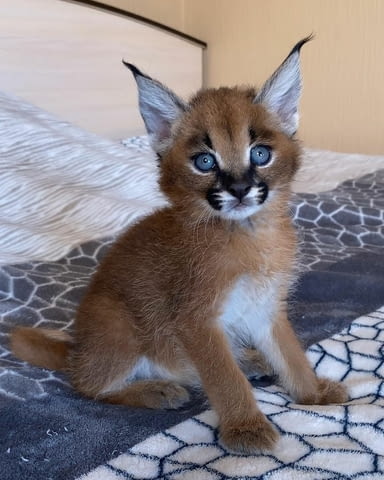 Caracal Kittens for Sale Other, 3 Months, Vaccine - Yes - city of Sofia | Cats - снимка 3