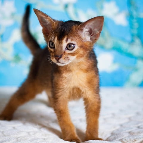 Abyssinian Kittens Ready For Sale Vaccine - Yes, Dewormed - Yes - city of Sofia | Cats - снимка 1