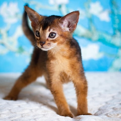 Abyssinian Kittens Ready For Sale Vaccine - Yes, Dewormed - Yes - city of Sofia | Cats - снимка 3