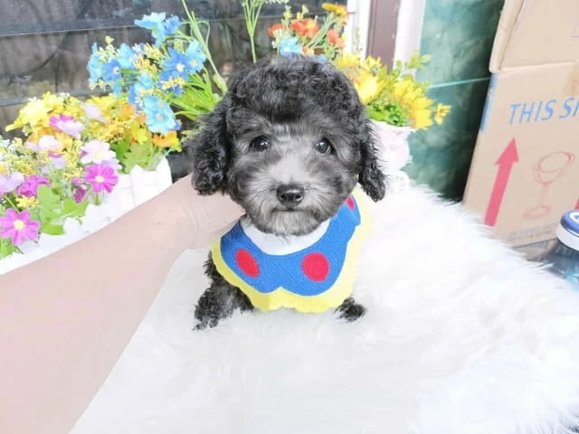 Poodle puppies Пудел мини, 3 месеца, Ваксинирано - Да - град Бяла | Кучета - снимка 2