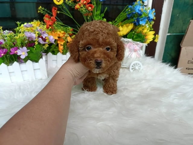 Poodle puppies Пудел мини, 3 месеца, Ваксинирано - Да - град Бяла | Кучета - снимка 3