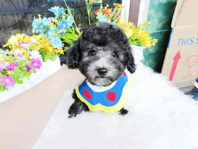 Poodle puppies Пудел мини, 3 месеца, Ваксинирано - Да - град Бяла | Кучета - снимка 4