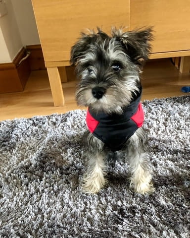 Miniature Schnauzer puppies for sale Mini Schnauzer, 3 Months, Vaccinated - Yes - city of Sofia | Dogs - снимка 1
