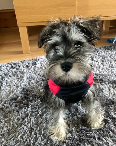 Miniature Schnauzer puppies for sale Mini Schnauzer, 3 Months, Vaccinated - Yes - city of Sofia | Dogs - снимка 2
