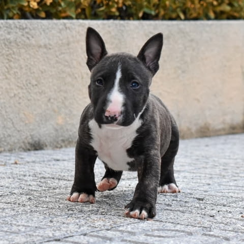 Miniature English bull terrier Puppies Бултериер, 3 месеца, Ваксинирано - Да - град София | Кучета - снимка 2