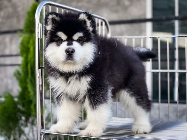 Alaskan Malamute Puppies Available 3 Months, Vaccinated - Yes, Dewormed - Yes - city of Sofia | Dogs - снимка 1