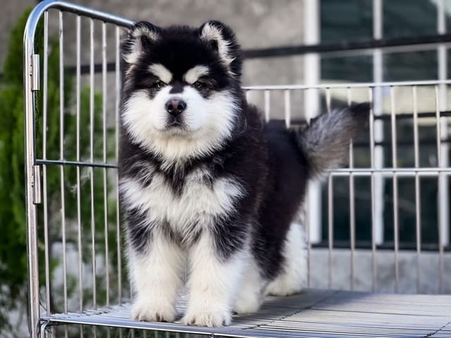 Alaskan Malamute Puppies Available 3 Months, Vaccinated - Yes, Dewormed - Yes - city of Sofia | Dogs - снимка 3