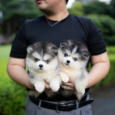 Pomsky Puppies Available Другa, 3 Months, Vaccinated - Yes - city of Sofia | Dogs - снимка 2