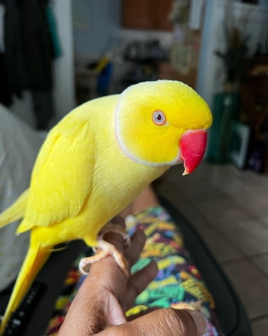 Hand Fed Indian Ringneck Parakeets Available, city of Sofia | Birds & Exotic - снимка 1