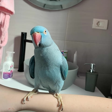 Hand Fed Indian Ringneck Parakeets Available, city of Sofia | Birds & Exotic - снимка 2