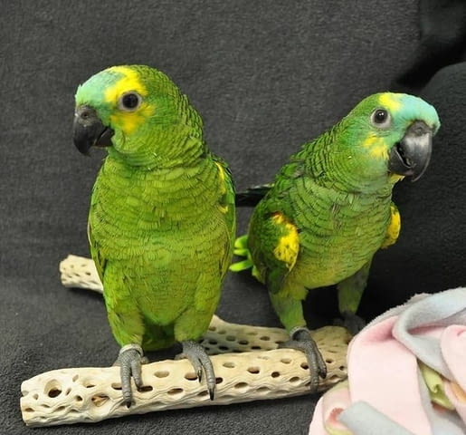 Blue Fronted Amazon parrots Available Parrot, 1 year - city of Sofia | Birds & Exotic - снимка 1