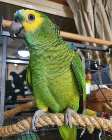 Blue Fronted Amazon parrots Available Parrot, 1 year - city of Sofia | Birds & Exotic - снимка 2