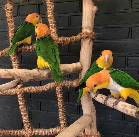 Caique parrots available now Parrot, 6 Months - city of Sofia | Birds & Exotic - снимка 1