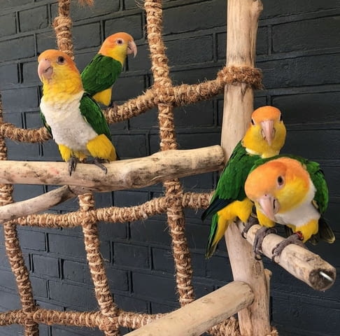 Caique parrots available now Parrot, 6 Months - city of Sofia | Birds & Exotic - снимка 2