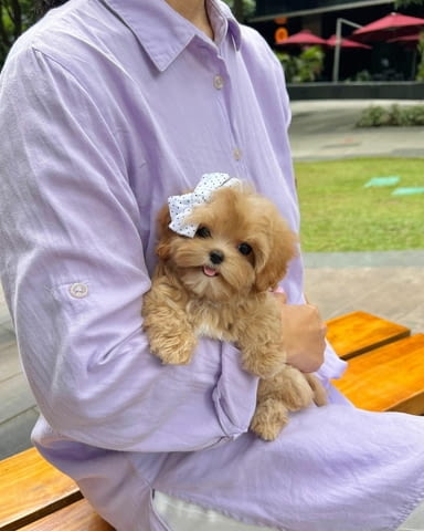 Havanese puppies for adoption Havana Bichon, 3 Months, Vaccinated - Yes - city of Sofia | Dogs - снимка 1