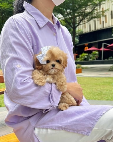 Havanese puppies for adoption Havana Bichon, 3 Months, Vaccinated - Yes - city of Sofia | Dogs - снимка 2