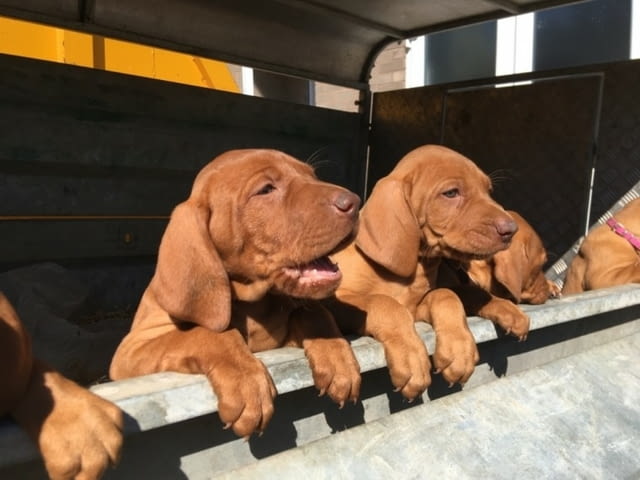 Hungarian Vizla Puppies available Hungarian Longhair Vizla, 3 Months, Vaccinated - Yes - city of Sofia | Dogs - снимка 1