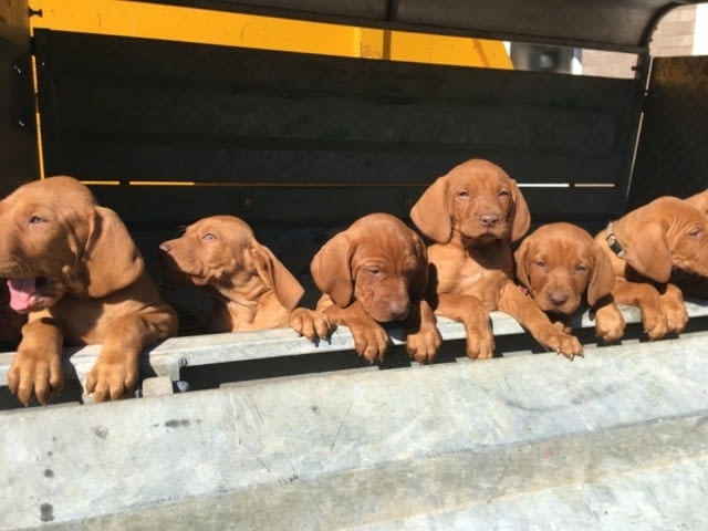 Hungarian Vizla Puppies available Hungarian Longhair Vizla, 3 Months, Vaccinated - Yes - city of Sofia | Dogs - снимка 2