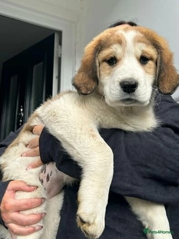 Central Asian Ovtcharka Puppies Kale (Asian Shepherd), 3 Months, Vaccinated - Yes - city of Sofia | Dogs - снимка 2