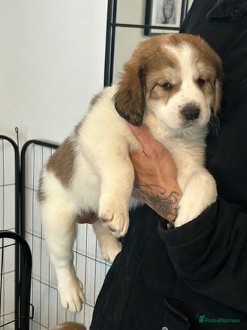 Central Asian Ovtcharka Puppies Kale (Asian Shepherd), 3 Months, Vaccinated - Yes - city of Sofia | Dogs - снимка 3