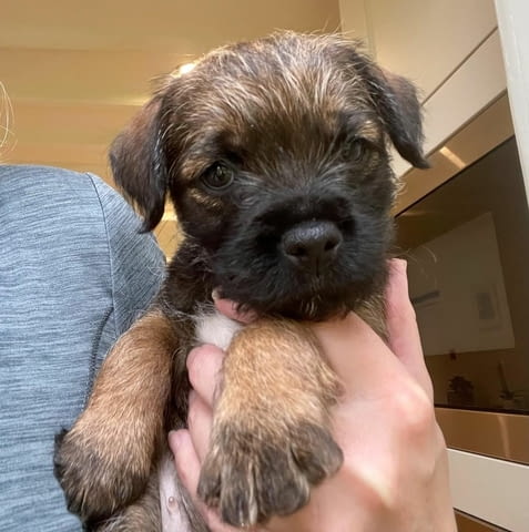 Male And Female Border terrier Available Другa, 3 месеца, Ваксинирано - Да - град София | Кучета - снимка 1