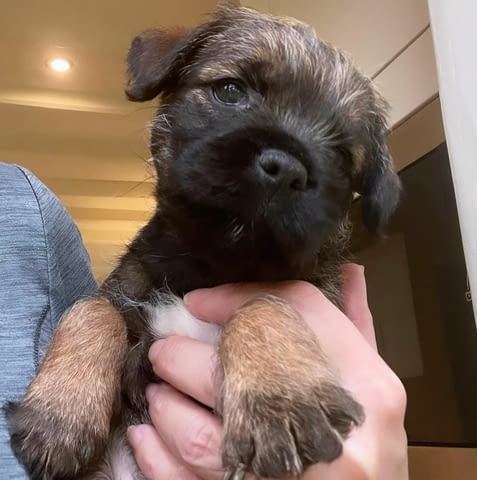 Male And Female Border terrier Available Другa, 3 месеца, Ваксинирано - Да - град София | Кучета - снимка 2